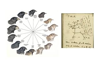 The adaptive radiation of Darwin’s finches&nbsp; which led to one of the greatest discoveries of all time.