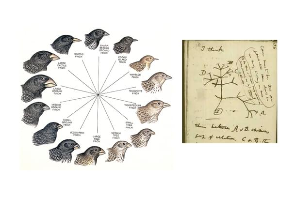 The adaptive radiation of Darwin’s finches  which led to one of the greatest discoveries of all time.