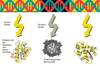 Based on ‘Foldability of a Natural De Novo Evolved Protein’: Bungard et al, 2017