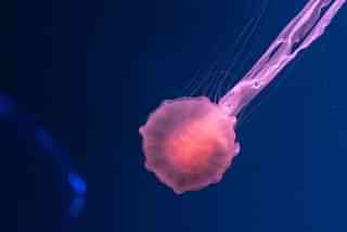 A jellyfish (Unsplash) 