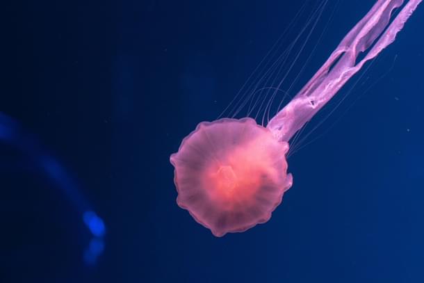 A jellyfish (Unsplash)
