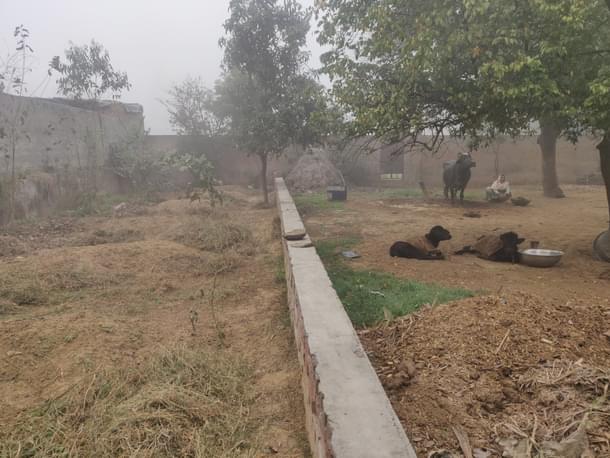 On the left are seven graves; on the right is Fatima tending to her buffaloes.
