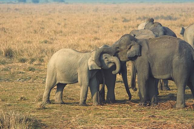 Elephants in Kaziranga (Wikimedia Commons) 