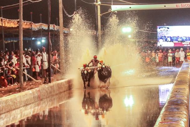 Bulls and the runner make a dash for the finish line. (Mangaluru Kambala/HarshithBangre)