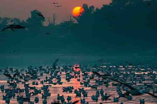 Yamuna River in Delhi (@Bharati_Indian/Twitter)