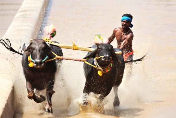 Srinivasa Gowda in action at Mangaluru Kambala 2021. (Mangaluru Kambala)