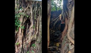 The banyan tree that has grown around the <i>linga.</i>