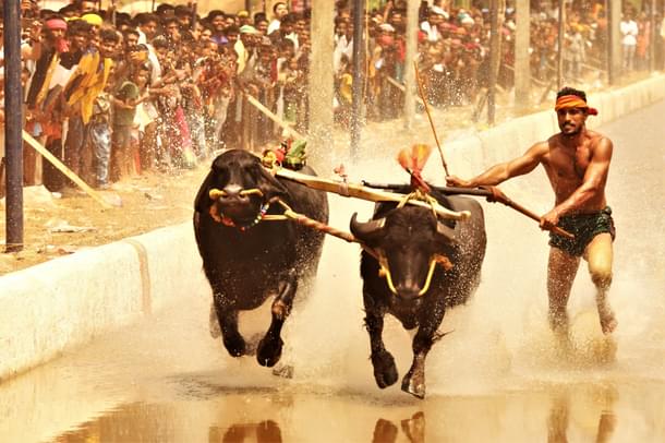 Nishant Shetty in action. (Mangaluru Kambala/HarshitBangre)