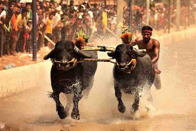 A race during Mangaluru Kambala 2021.