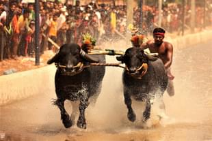 A race during Mangaluru Kambala 2021.