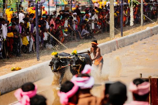 A Kambala sprint. (Mangaluru Kambala)
