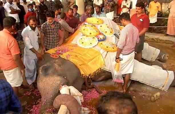 Vijayakrishnan, elephant of Ambalappuzha Krishna temple (Pic via twitter)