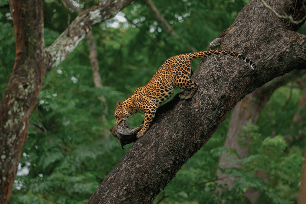 A leopard carries a flying squirrel it has just caught. Leopards eat a wide variety of prey.