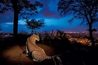 Leopards are found even on the outskirts of large cities like Mumbai, Bengaluru and other metros.