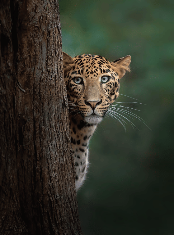 Leopards are one of the most beautiful wild cats in the world that are found in sixty-three countries.