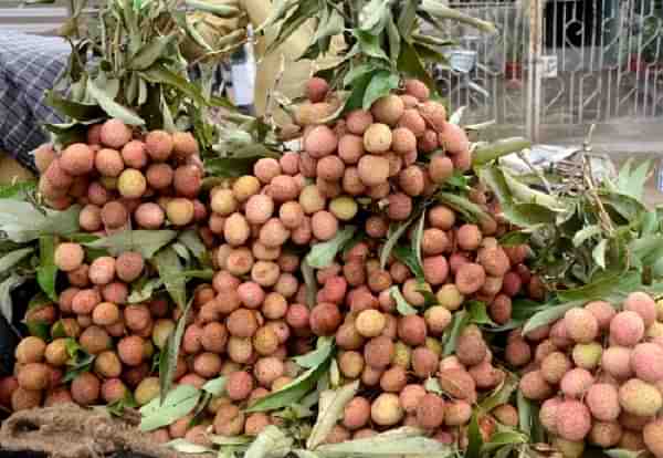 Bihar's Shahi Litchi (@weatherindia/Twitter)