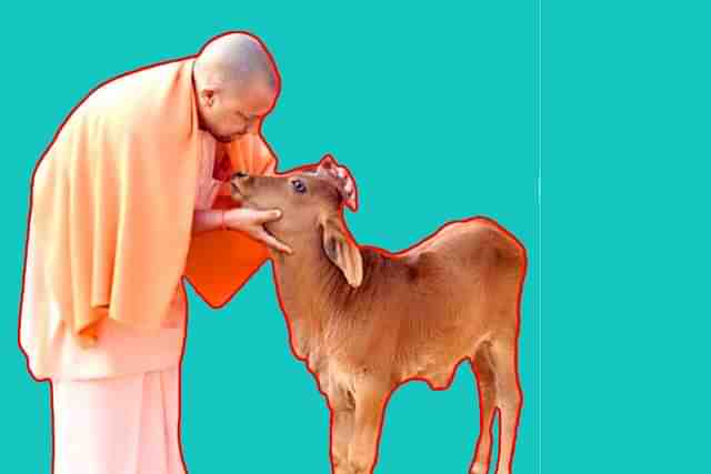 Yogi Adityanath with a calf 