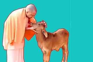 Yogi Adityanath with a calf 
