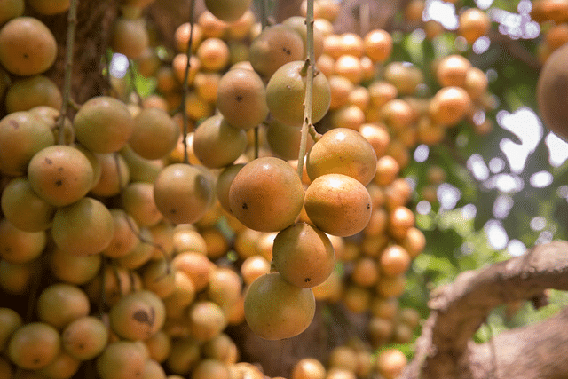 Leteku fruit