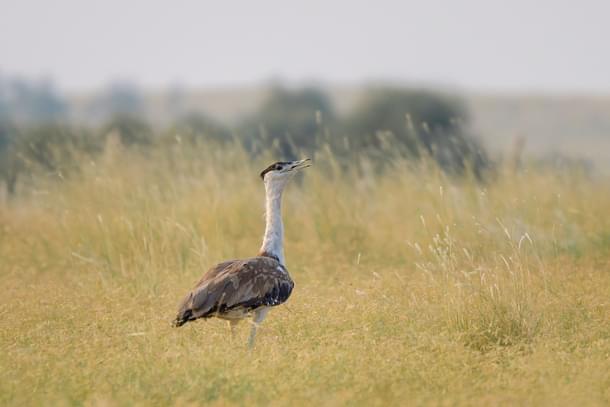 The great Indian bustard - photo by Saurabhsawantphoto (Wikimedia Commons)