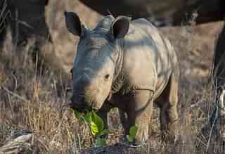 A rhino calf (@rhinorecfund/Twitter)