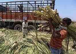 Sugarcane production