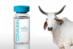 Covaxin does not contain serum of cow.