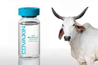 Covaxin does not contain serum of cow.  