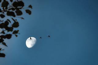 Pictured is the Moon, with birds flying