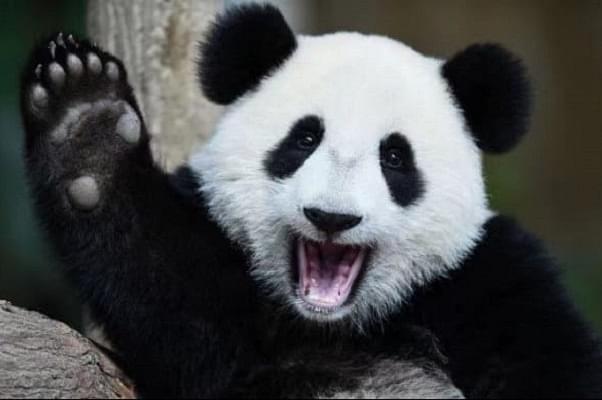 A wild giant panda (MFA China)