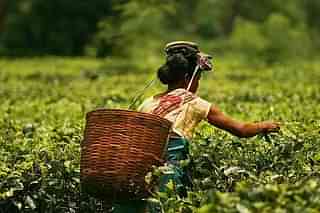 A tea plantation worker. (Akarsh Simha via Wikimedia Commons)