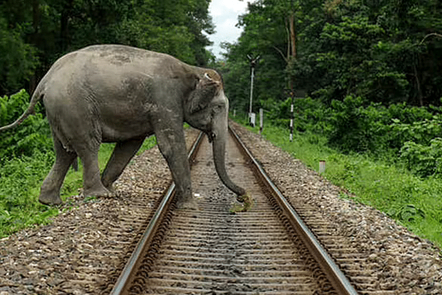An elephant crossing a railway track. (Flickr)
