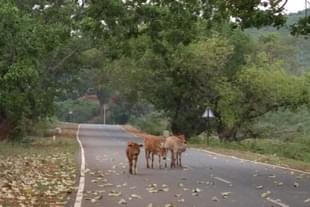 A highway in Koraput, Odisha (@santakar/Twitter)