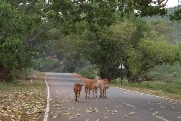 A highway in Koraput, Odisha (@santakar/Twitter)