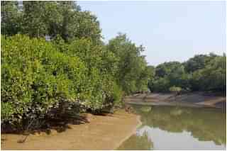 The famous Bhitarkanika mangrove forests. 