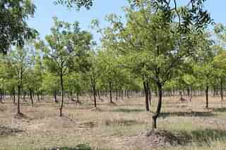 Neem Tree Farm (Pic Via Wikipedia)