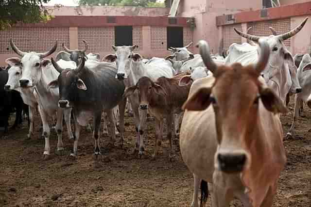 A herd of Cows (Photo by Allison Joyce/Getty Images)