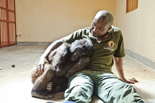 Andre Bauma with a sick Ndakasi in 2011 (Photo: Virunga National Park/Facebook)