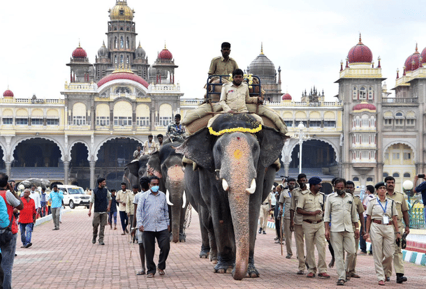 Mysuru Dasara elephants during the practice session