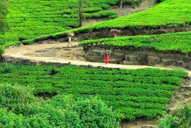 Sri Lanka Tea Gardens (Envato.Com)