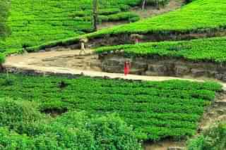 Sri Lanka Tea Gardens (Envato.Com)