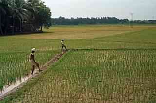 Farmers in a field (Representative Image)