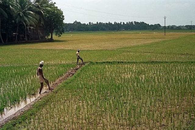 Farmers in a field (Representative Image)