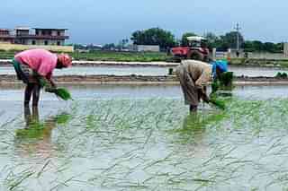 Farm workers at a paddy field.