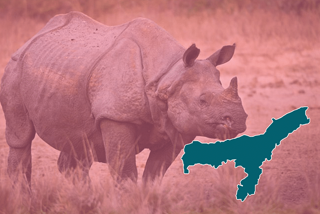 One-Horned Rhino
