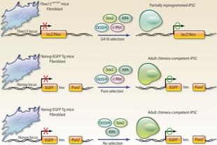 Cellular Rejuvenation Programming