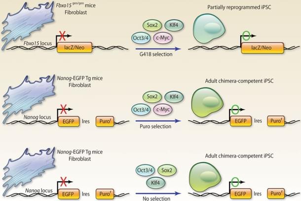 Cellular Rejuvenation Programming