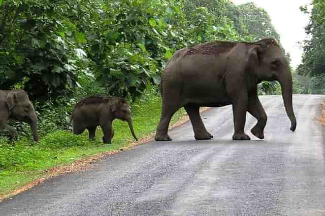 Elephants crossing a road.