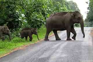 Elephants crossing a road.