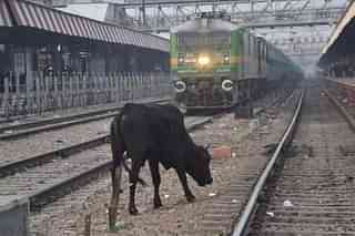 Cattle on rail track a big menace.